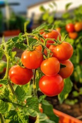 Ripe red tomatoes on vine in sunlit garden