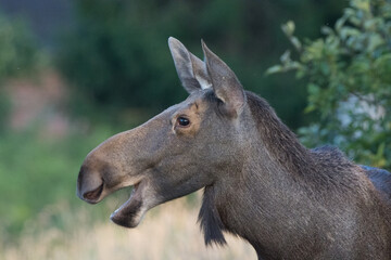 Moose in Kadyny village summer time