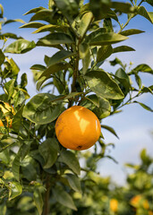 Beautiful orange tree garden in Portugal
