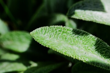 Stachys byzantina, lamb's-ear plant leaf macro close up . Soft and fuzzy silver green leaf in sunny day.