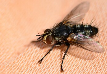 Housefly insect with big red eyes closeup view macro nature