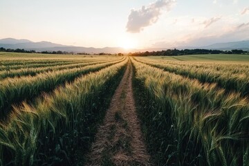 A beautiful summer landscape featuring a wheat field at sunset