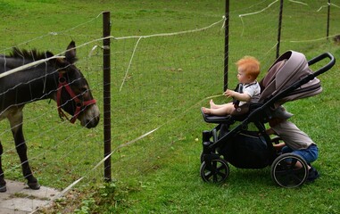 Baby girl in stroller looking into donkey in farm. Toddler boy looking into stroller basket. Brother and sister visiting animal farm.
