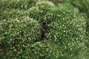 green moss on the stone close - up