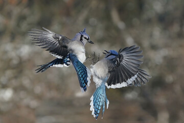Jays and Mourning Doves and Red Bellied fighting over food