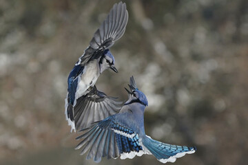 Jays and Mourning Doves and Red Bellied fighting over food