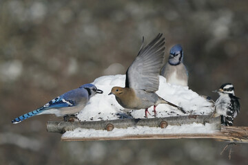 Jays and Mourning Doves and Red Bellied fighting over food