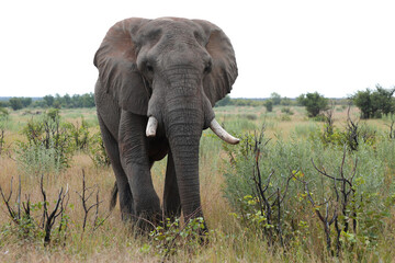 Fototapeta premium Afrikanischer Elefant / African elephant / Loxodonta africana