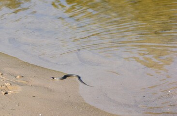 Small grass snake is slithering in water. Small snake resting near river on sand