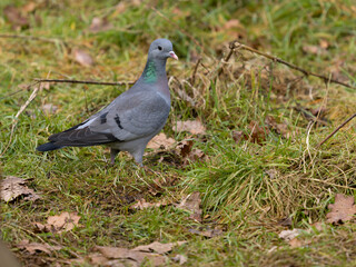 Stock dove, Columba oenas