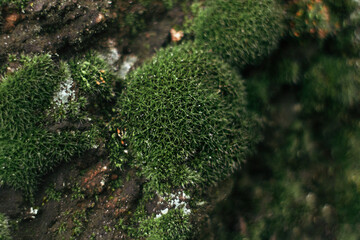 moss on the tree