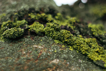 moss on the tree close-up