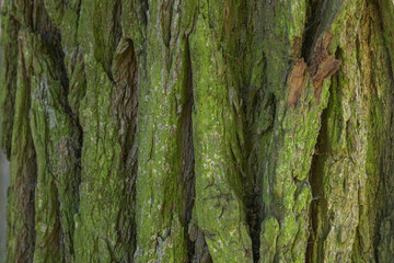 Green fungus covers thick layers of tree trunk bark