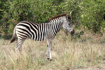 Steppenzebra / Burchell's zebra / Equus quagga burchellii
