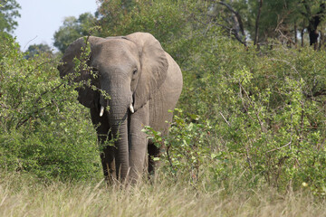 Fototapeta premium Afrikanischer Elefant / African elephant / Loxodonta africana