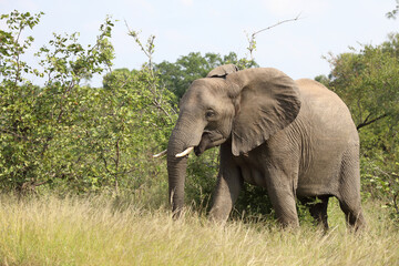 Fototapeta premium Afrikanischer Elefant / African elephant / Loxodonta africana