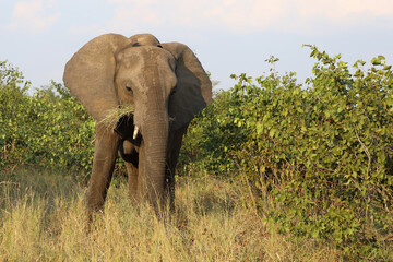 Obraz premium Afrikanischer Elefant / African elephant / Loxodonta africana