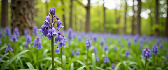 Naklejka premium Close-up of vibrant bluebell flowers in a lush green forest, depicting a serene and enchanting spring atmosphere, surrounded by softly blurred trees and a carpet of purple blooms