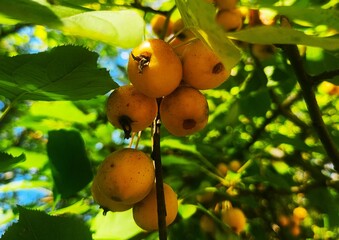 ripe apples  on a tree