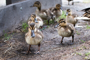 Duck with ducklings.