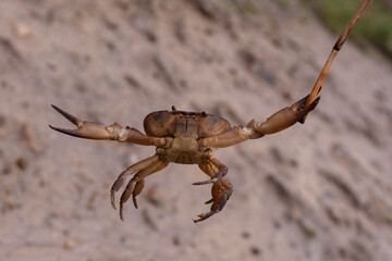 Beautiful River Crab (Brachyura de Rio)