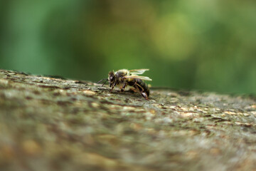 macro of a wasp on a leaf