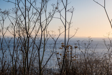 Wildflowers at Sunset with Ocean Background