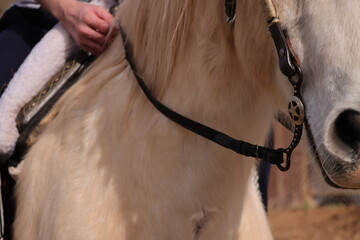 moment in motion, details of a journey on horseback