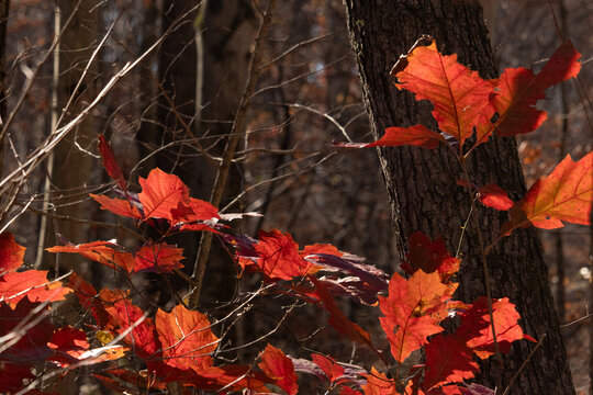 Vibrant autumn foliage close-up, featuring bright orange leaves against a dark, textured forest backdrop. Sunlight highlights the leaf veins, creating a warm, seasonal scene.