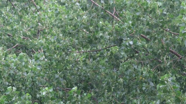 Summer rain against the background of green trees close up