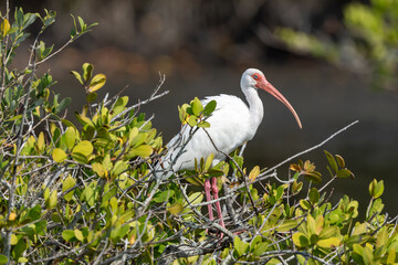 White Ibis