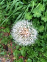 Senecio vulgaris, commonly known as groundsel and old man in the spring in nature	
