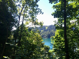 Bled lake peaking through lush forest trees surrounding the famous attraction in Slovenia