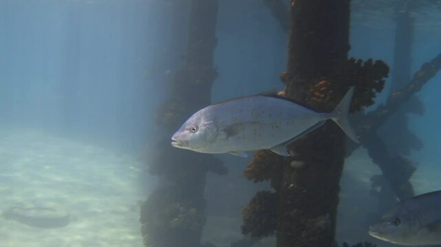 Orangespotted trevally fish near jetty, Red Sea. Stock video footage