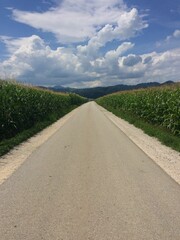 leading road with corn field on both sides