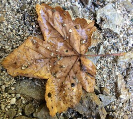 Single dry brown leaf laying on the ground of grey pebble stones 