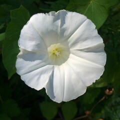 White petals morning glory flower closeup with lush green background