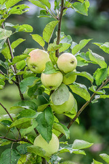 A close-up shot of apple tree branches with ripe green apples hanging.