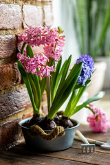 Spring floral home decor, cozy atmosphere. Bright fresh purple and pink bulbous hyacinth flowers on wooden windowsill. Springtime gardening concept. Sustainable lifestyle, earth day