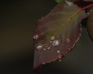 Vivid close-up image capturing raindrops clinging to the vibrant red and green hues of a leaf, highlighted by the natural sparkle of water beads along its edges