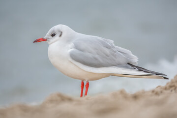 Lachmöwe am Ostseestrand