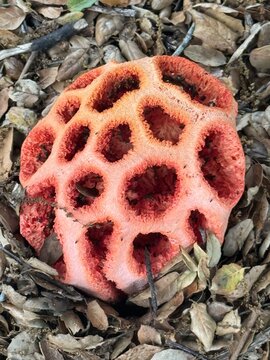 closeup of a pink stinkhorn mushroom