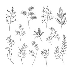 A collection of fine line botanical sketches featuring different plant species. Perfect for minimalist designs, patterns, and nature-inspired projects.