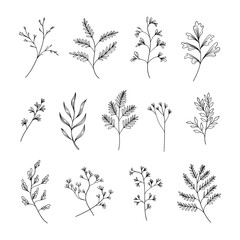 Fototapeta premium A refined collection of hand-drawn botanical elements, including leaves and small branches. Ideal for branding, packaging, wedding invitations, and elegant compositions.