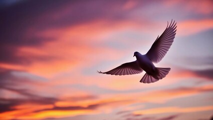 White dove flies into the sunset sky