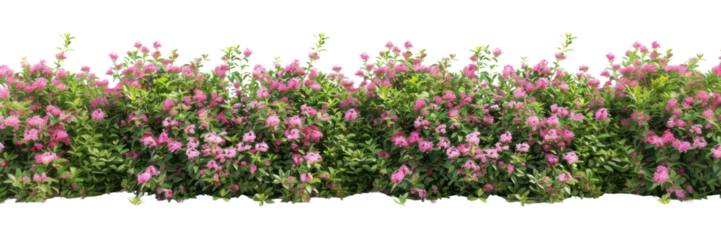 PNG Spring flower bushes flowers plants vegetation.