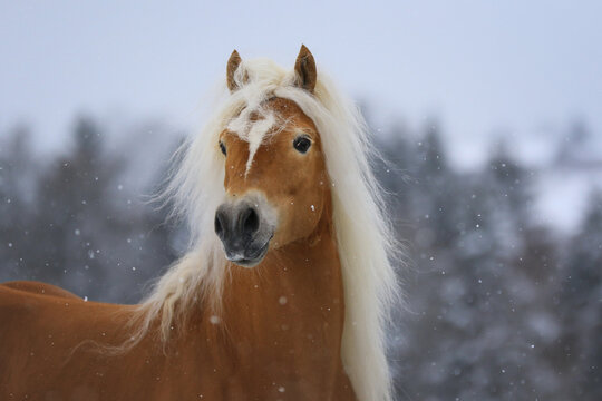 Pferde Portrait von einem Haflinger Hengst im Schnee