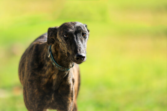 Hund - Galgo aus dem Tierheim vor gr&uuml;ner Wiese