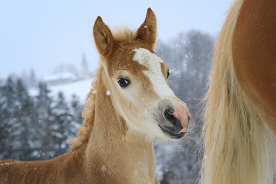 Haflinger Fohlen im Schnee am Schweif der Mama