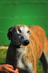 Spanischer Galgo mit einem Auge vor g&uuml;ner wand